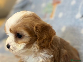 Cavapoo dogs Stunning Cavapoo pups from family home - Advert 9