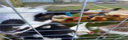Goats livestock for sale: pygmy goats in Deeside - Advert 5