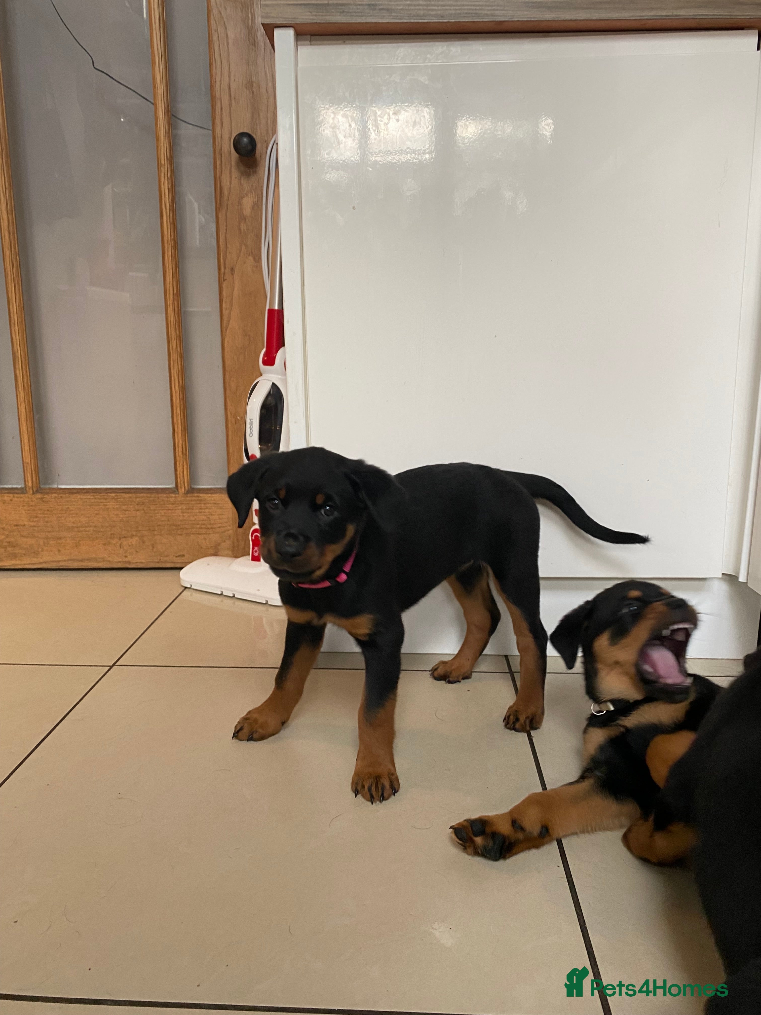 Rottweiler dogs  Rottweiler pups ready to leave 💙 - Advert 2