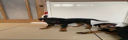 Rottweiler dogs for sale:  Rottweiler pups ready to leave 💙 - Advert 22