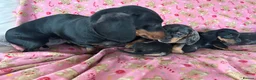 Dachshund dogs for sale: Beautiful dachshund puppies for sale  - Advert 2
