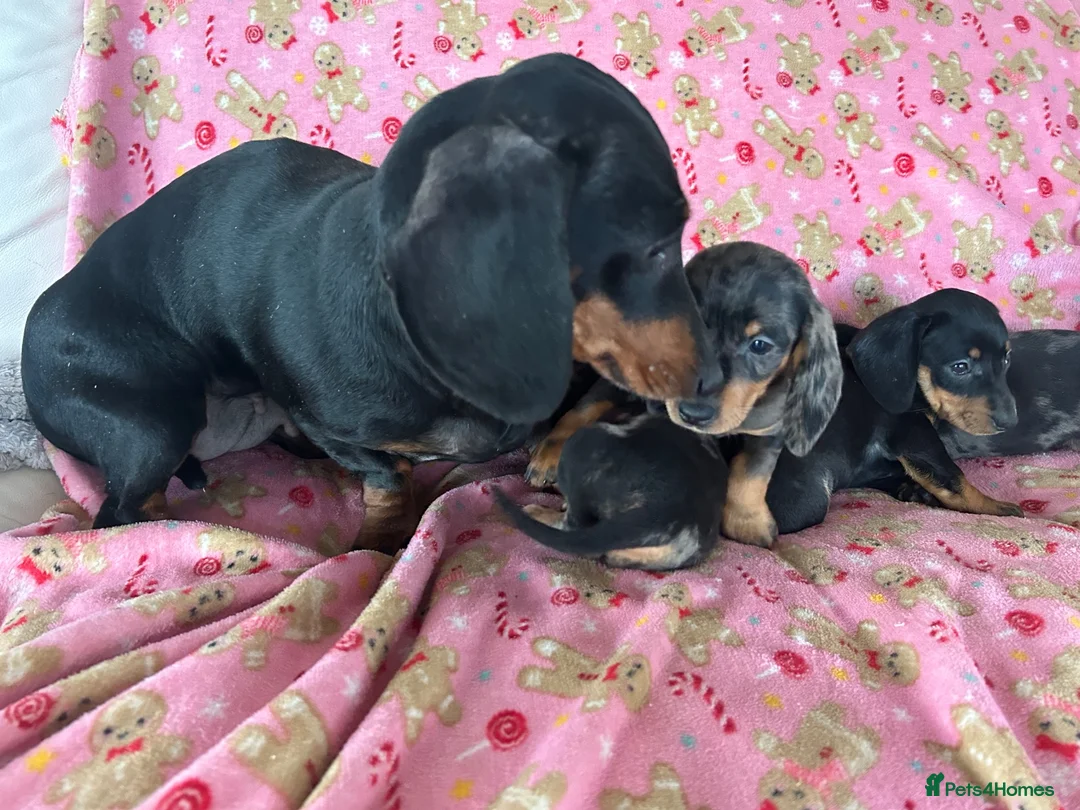 Dachshund dogs for sale: Beautiful dachshund puppies for sale  - Advert 2