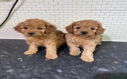 Toy Poodle dogs for sale: Toy Poodle Pups 5 🌟 Council License  - Image 3