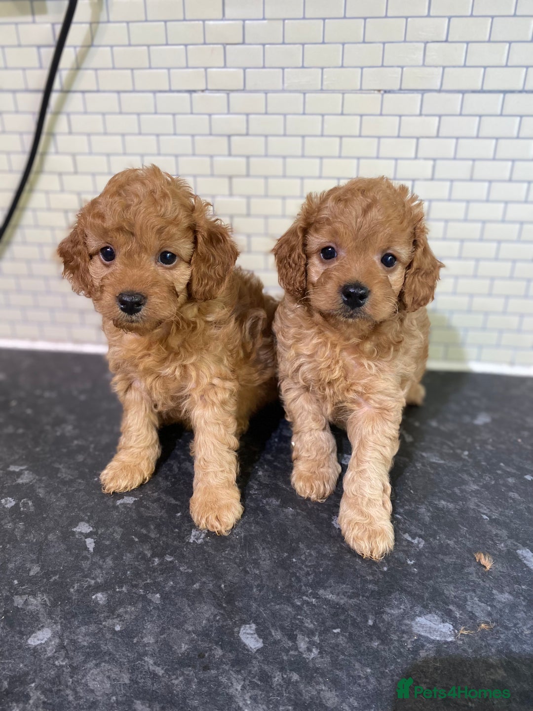 Toy Poodle dogs for sale: Toy Poodle Pups 5 🌟 Council License  - Image 3