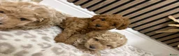 Maltipoo dogs for sale: 3 boy maltipoos  in Slough - Advert 21