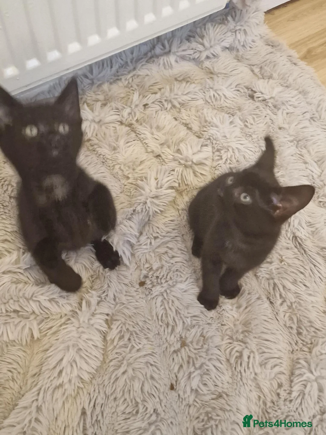 British Shorthair cats for sale: Black  in Ventnor - Advert 9