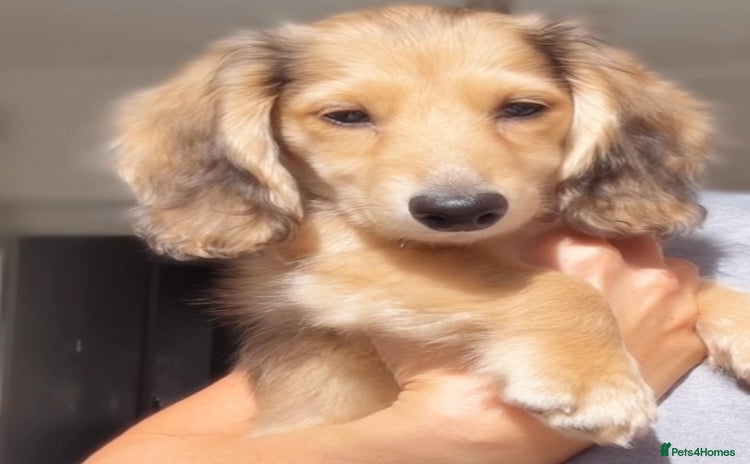 Miniature Dachshund dogs - Advert 11