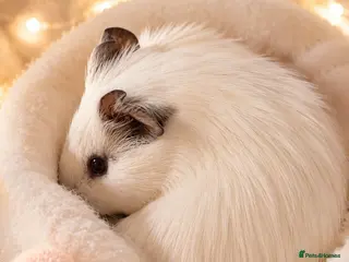 Guinea Pig rodents 🐹3 Snow white Female Piggys 13 weeks old 🐹 - Advert 6