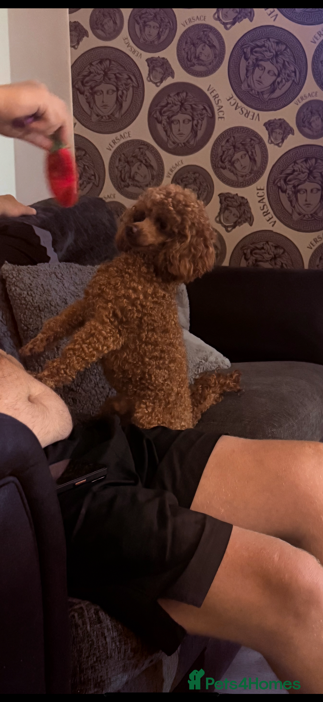 Toy Poodle dogs for sale: Kc Toy Poodle for sale  - Image 2