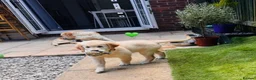 Golden Retriever dogs for sale: KC REGISTER GOLDEN RETRIEVERS PUPPIES - Advert 11