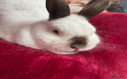 English Spot rabbits for sale: Bonded pair male and female around 4 years - Image 8