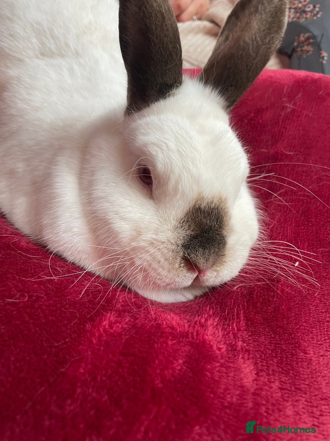 English Spot rabbits for sale: Bonded pair male and female around 4 years - Image 8