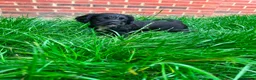 Cocker Spaniel dogs for sale: 4 beautiful cocker spaniel puppys 🤩 - Advert 3