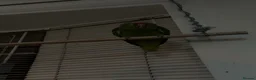Parrots birds for sale: Amazon Red Lored in Stoke-on-Trent - Advert 3