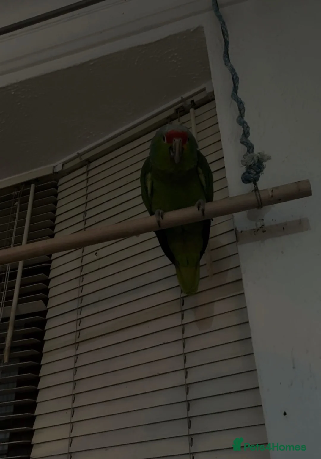 Parrots birds for sale: Amazon Red Lored in Stoke-on-Trent - Advert 3