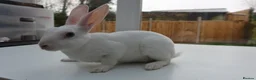 Rex rabbits for sale: Mini Rex BEW Rabbits - Advert 7