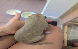 Whippet dogs for sale: Whippet Puppies for sale - Image 19