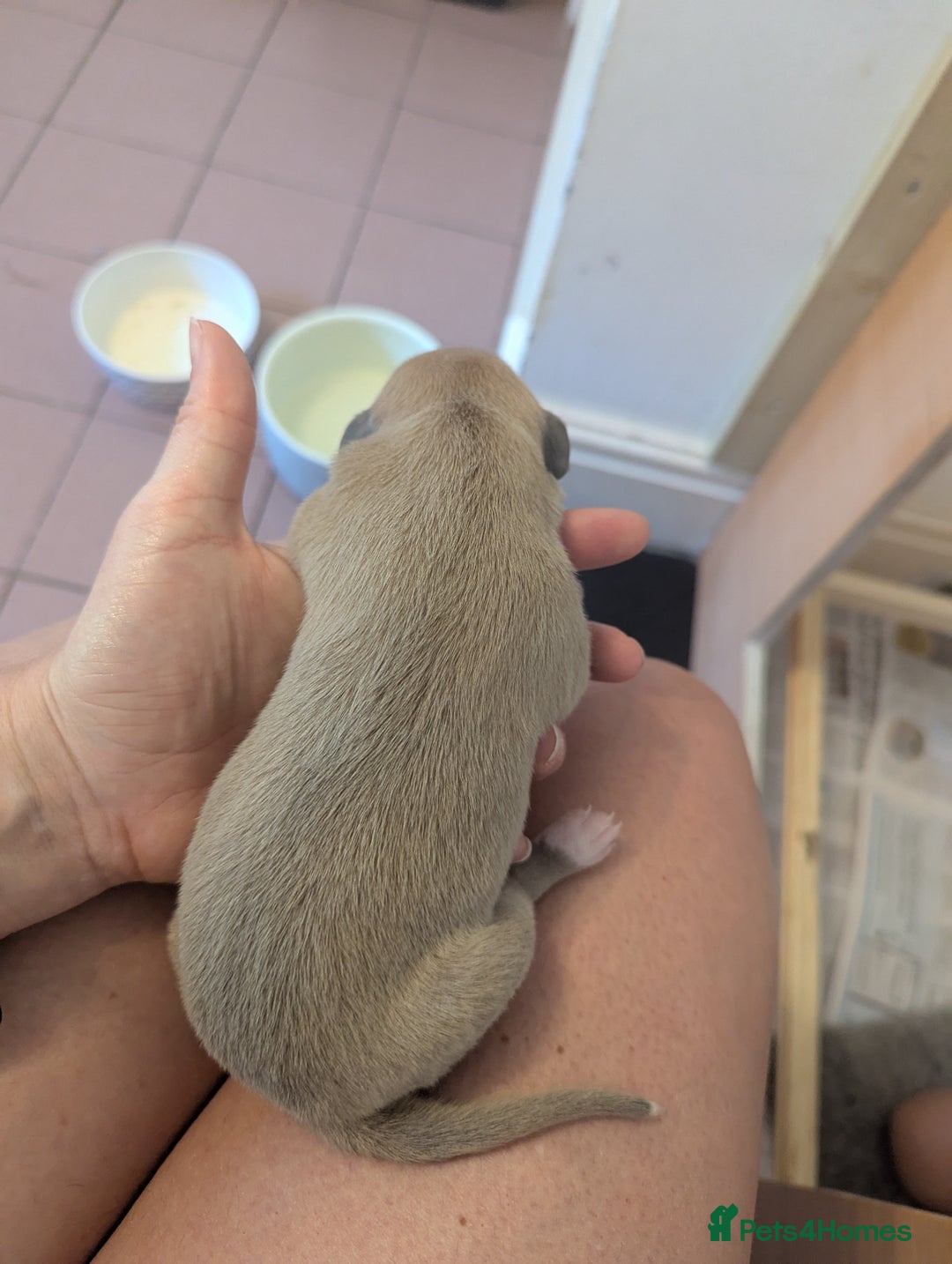 Whippet dogs for sale: Whippet Puppies for sale - Image 19