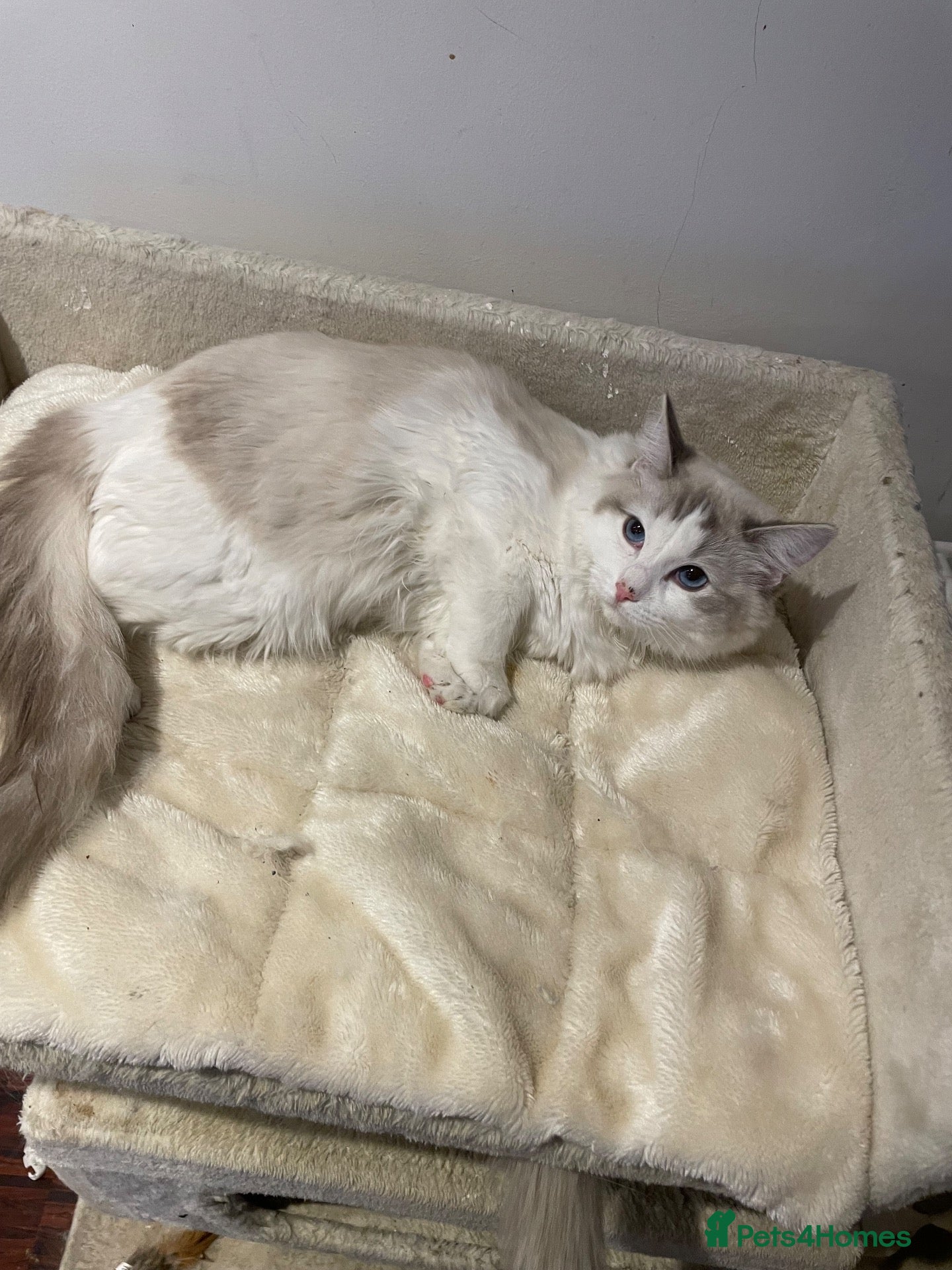 Ragdoll cats ACTIVE Female Blue Bicolour Ragdoll Kitten - Advert 1
