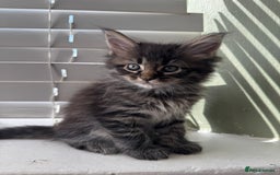 Maine Coon cats for sale: Xl Beautiful Mainecoon kittens for sale - Image 1