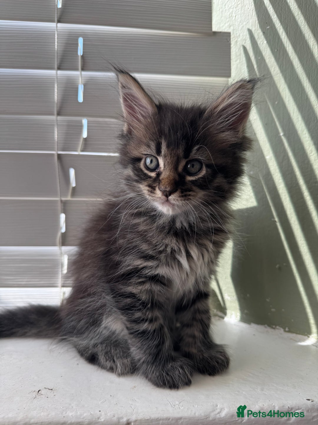 Maine Coon cats for sale: Xl Beautiful Mainecoon kittens for sale - Image 1