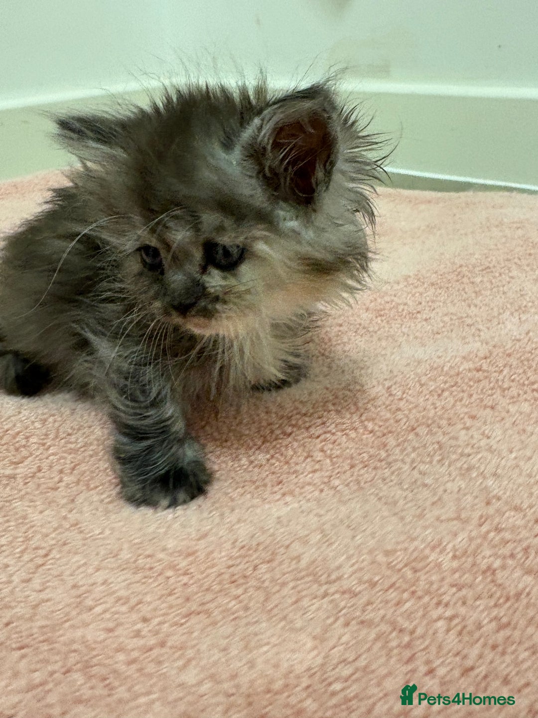 Munchkin cats for sale: Munchkin kittens  - Advert 6