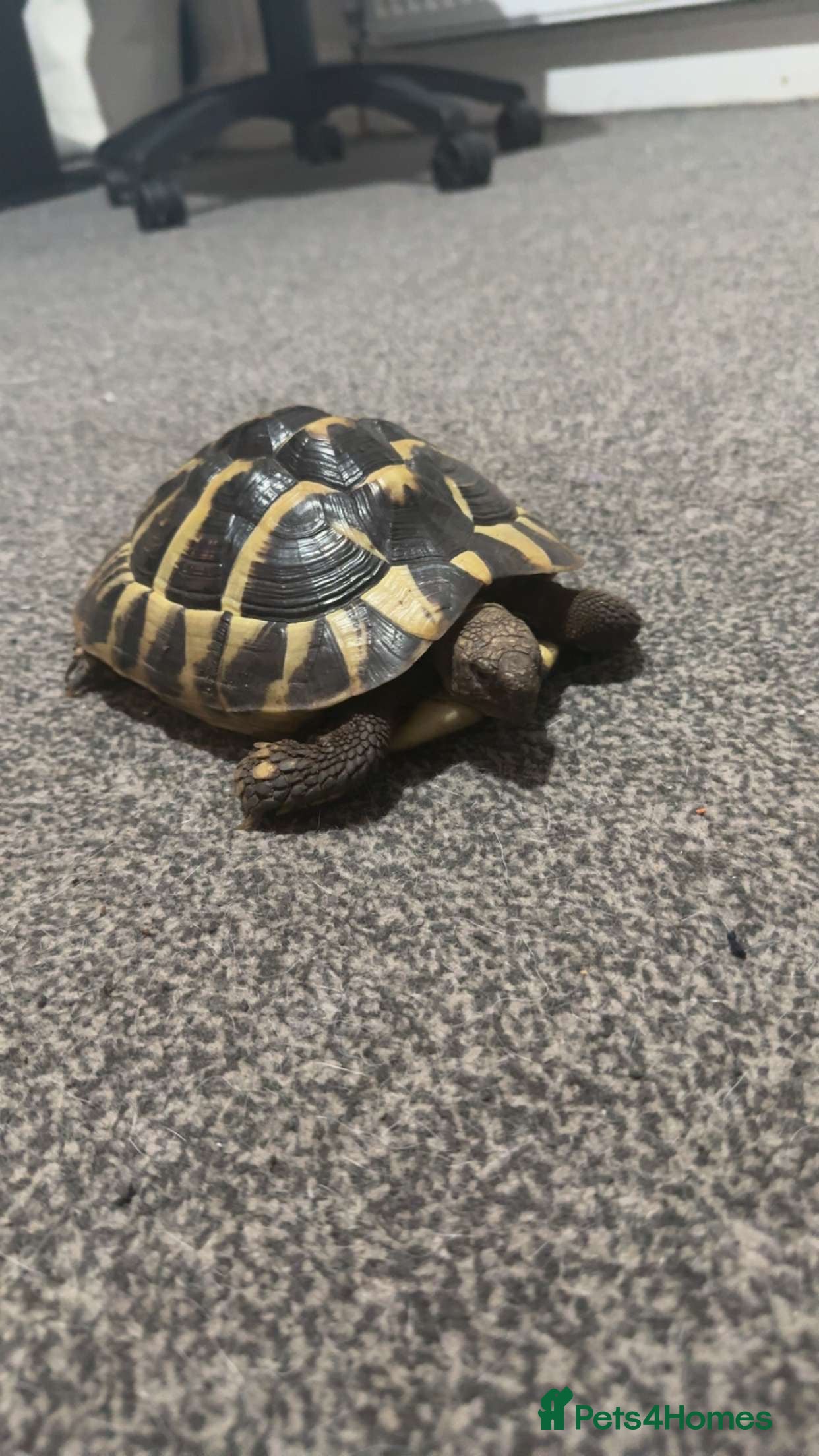 Hermann Tortoise reptiles Female Hermann tortoise - Advert 1