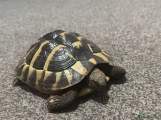 Hermann Tortoise reptiles Female Hermann tortoise - Advert 8