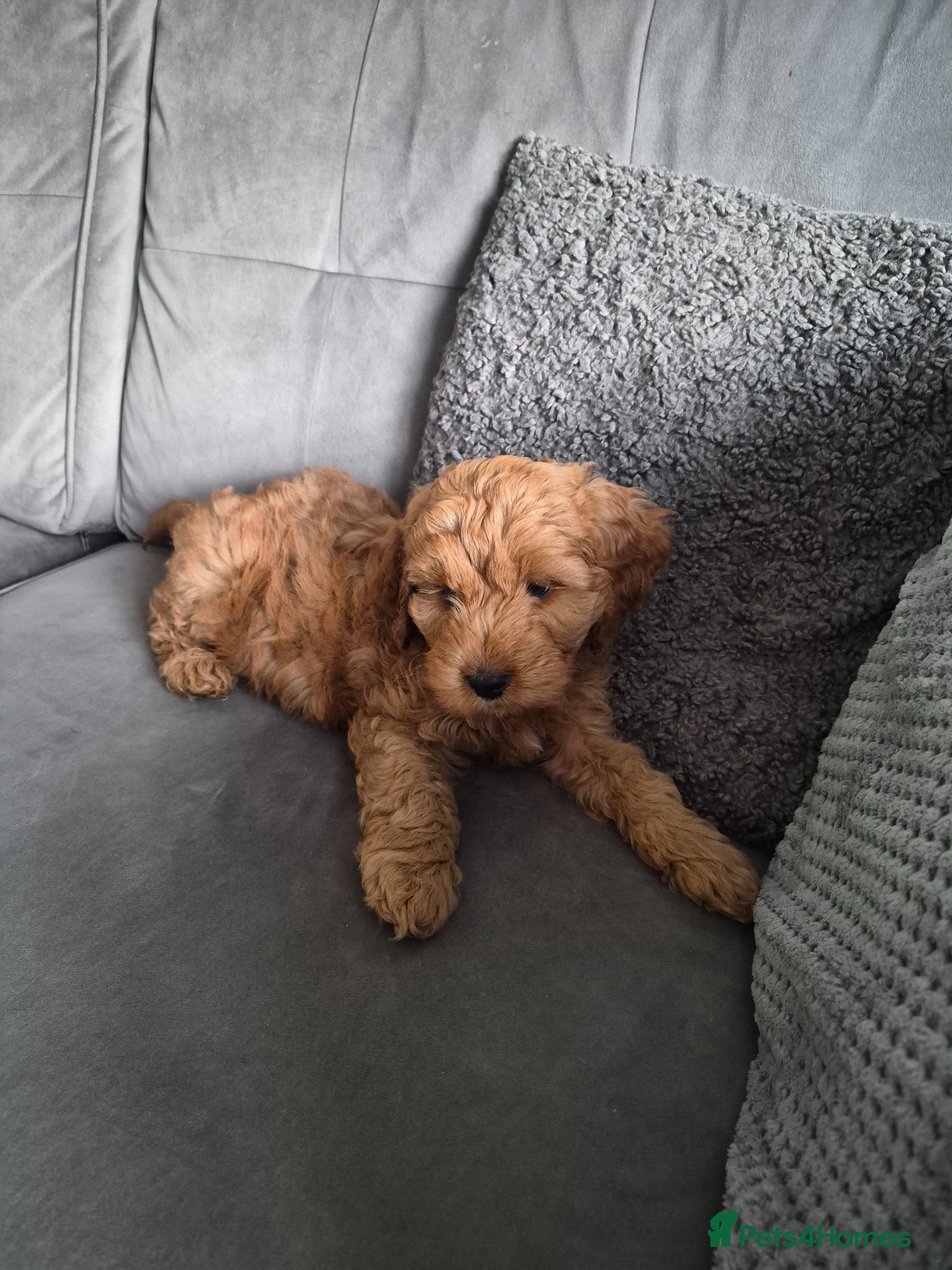 Cockapoo dogs Male Cockerpoo F3  - Advert 12