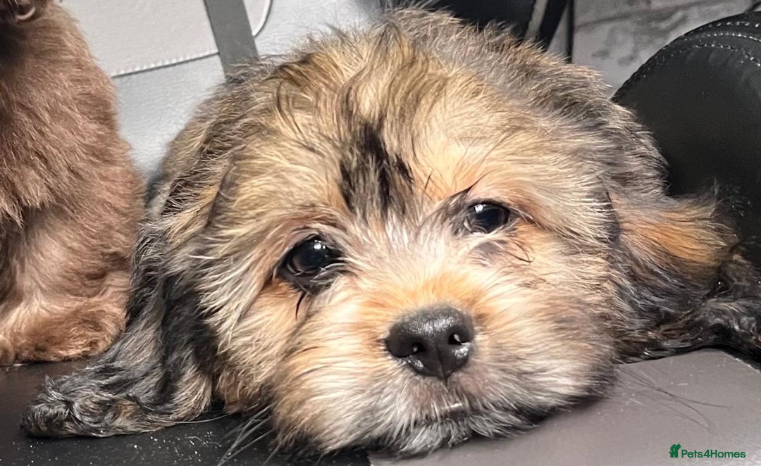 Mixed Breed dogs for sale: *REDUCED!!* READY TO GO NOW SHIH TZU X DACHSHUND  in Kidderminster - Image 6