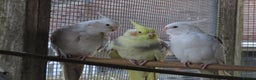 Cockatiels birds for sale: One male and one female 4 month old cockatiels. - Advert 10