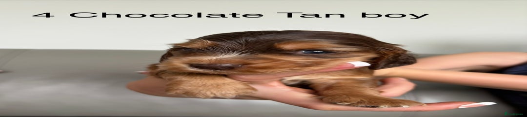 Cocker Spaniel Puppy 4