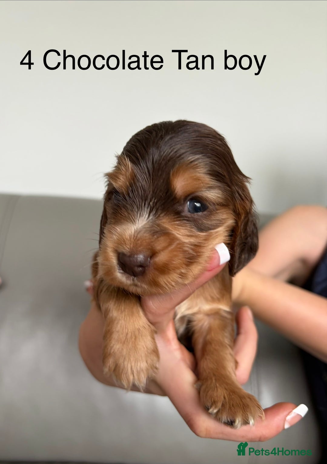 Cocker Spaniel dogs for sale: ***Outstanding KC Show cocker spaniels *** - Image 5