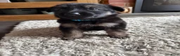German Shepherd dogs for sale: 11 adorable bouncy German Shepard puppies  - Advert 15