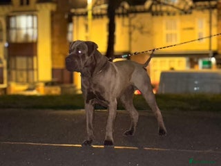 Mixed Breed dogs - Advert 1