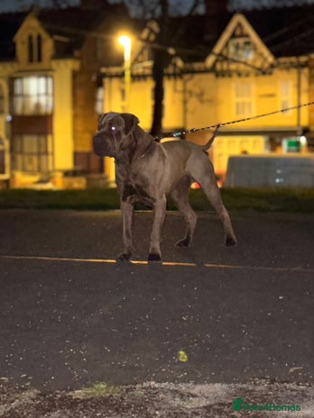 Mixed Breed dogs - Advert 5