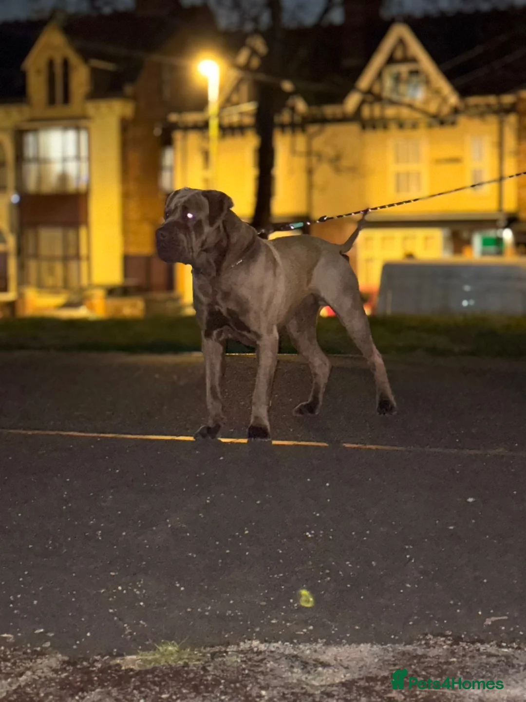 Mixed Breed dogs for sale: Tank presa mix - Advert 1