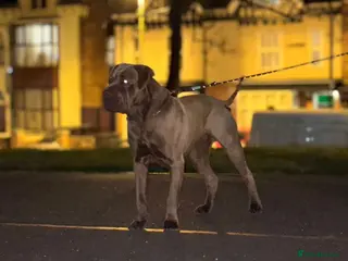 Mixed Breed dogs Tank presa mix - Advert 1