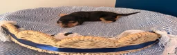 Cocker Spaniel dogs for sale: Outstanding KC registered Cocker Spaniel Puppies  - Advert 7