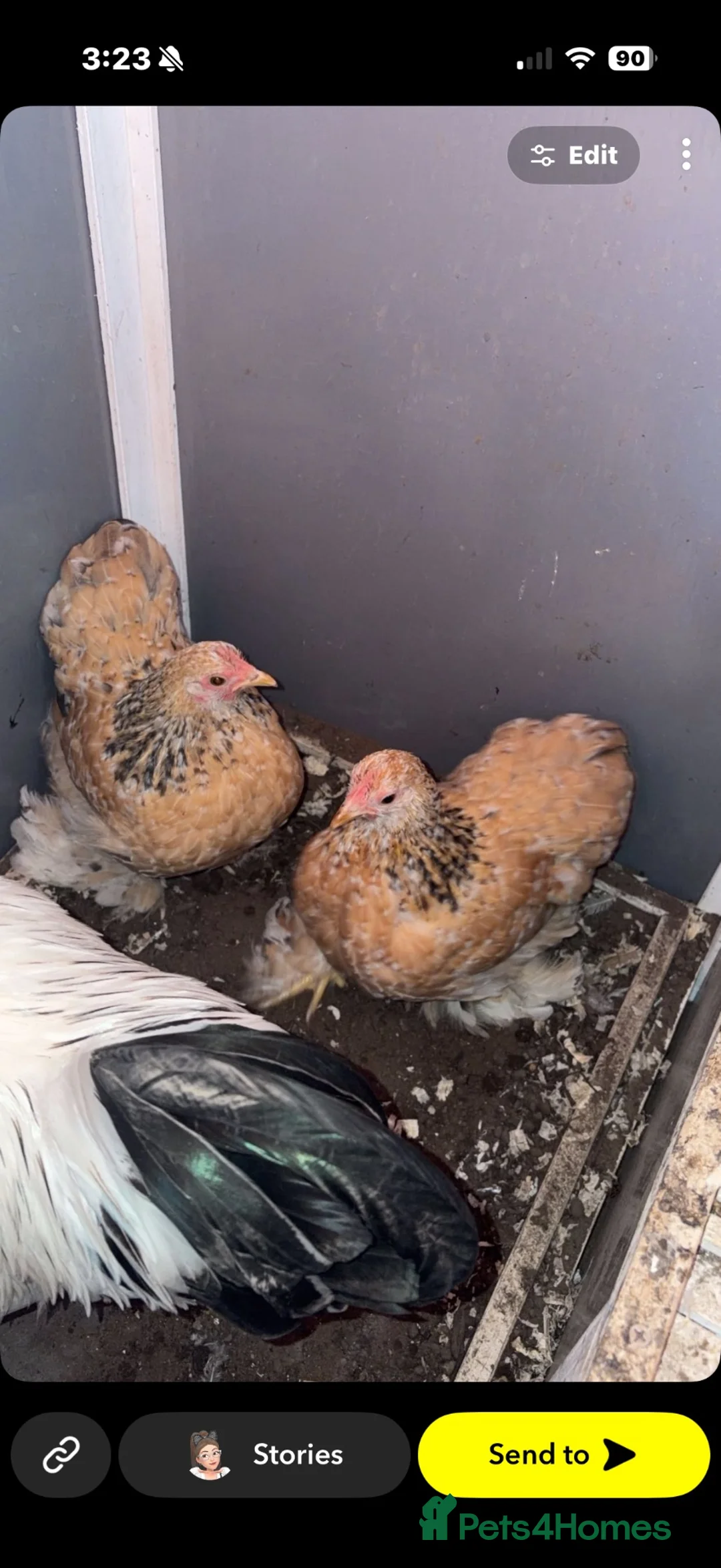 Chickens poultry for sale: One rooster and 2 hens  - Advert 2