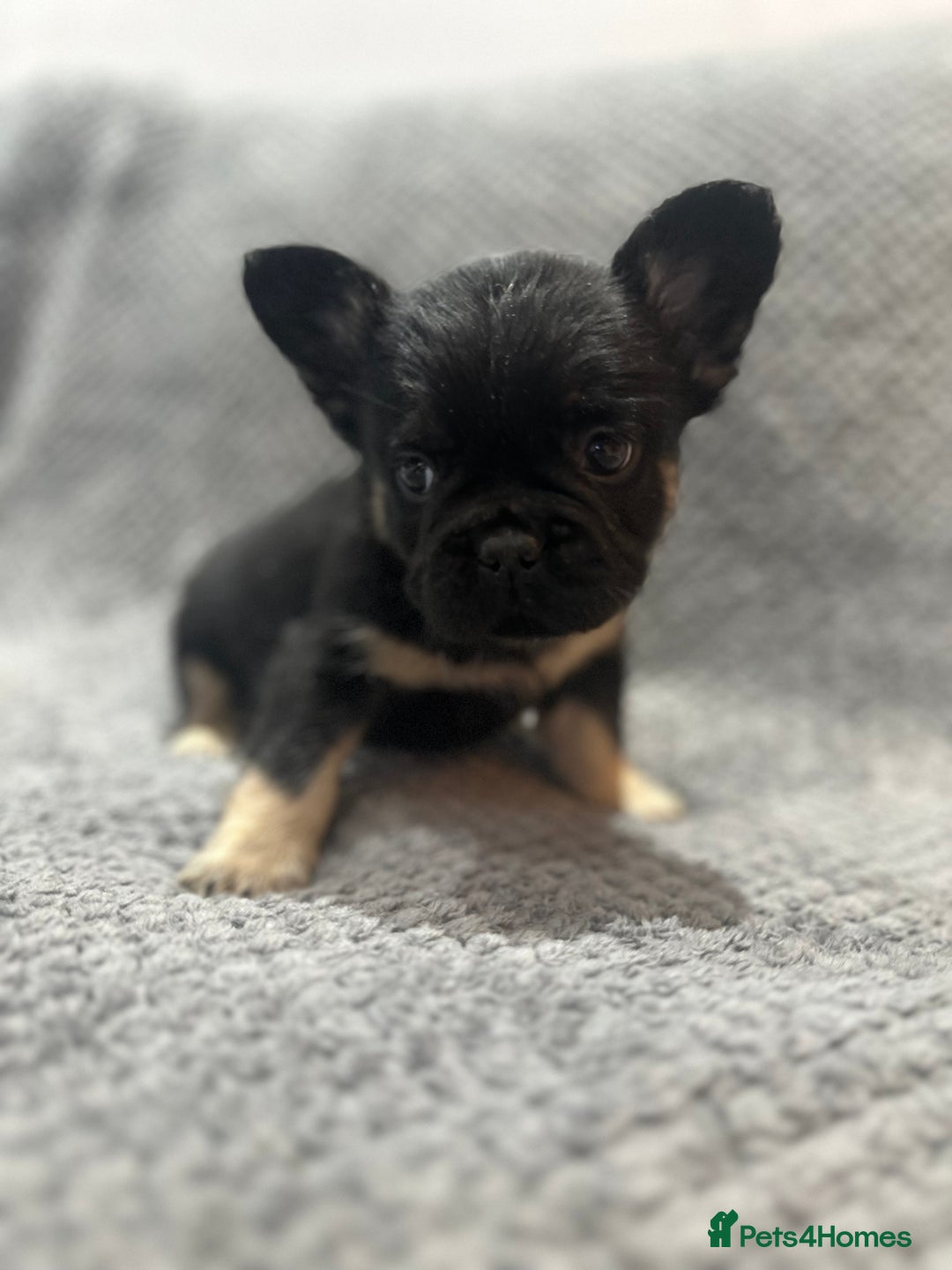 French Bulldog dogs for sale: RARE FLUFFY FRENCHIES! LAST 3 LEFT!!!! - Advert 9