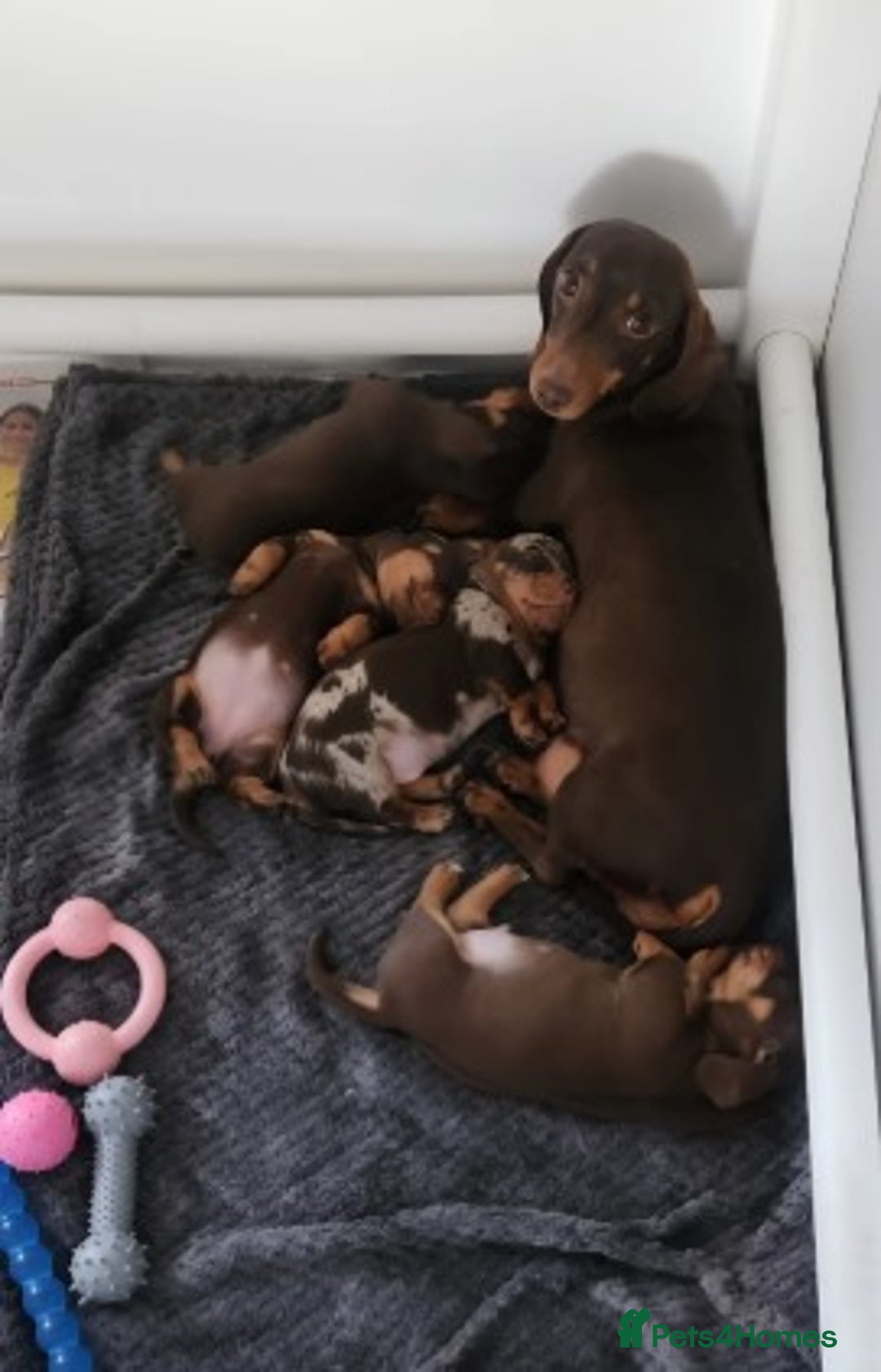 Miniature Dachshund dogs for sale: Dapple & Tan Mini Dachshund Puppies for Sale - Advert 4