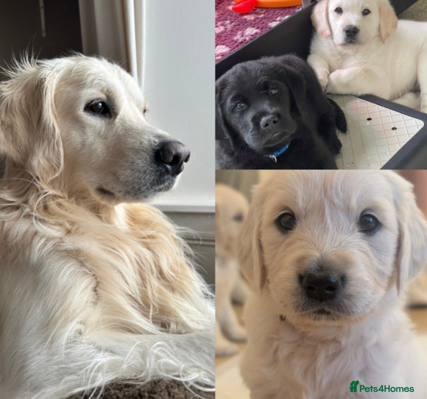 Golden Retriever dogs Proven KC reg golden retriever - Advert 11