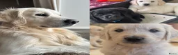 Golden Retriever dogs for stud: Proven cream KC golden retriever - Advert 1