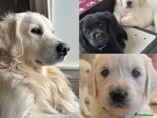 Golden Retriever dogs Proven cream KC golden retriever - Advert 1