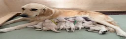 Golden Retriever dogs for sale: Golden Retriever Puppies  - Advert 30
