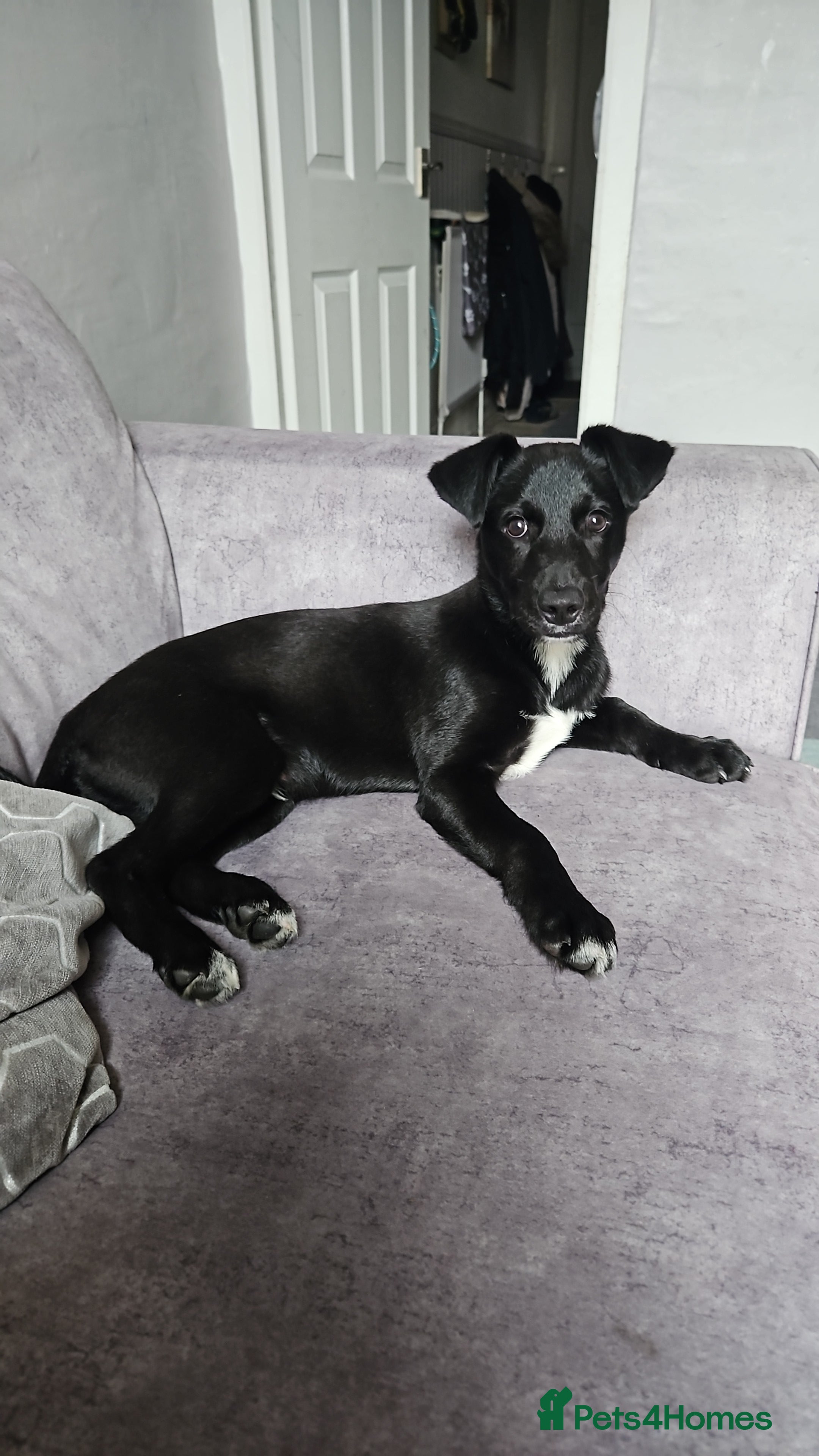 Mixed Breed dogs Lab/husky - Advert 2