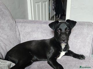 Mixed Breed dogs Lab/husky - Advert 1