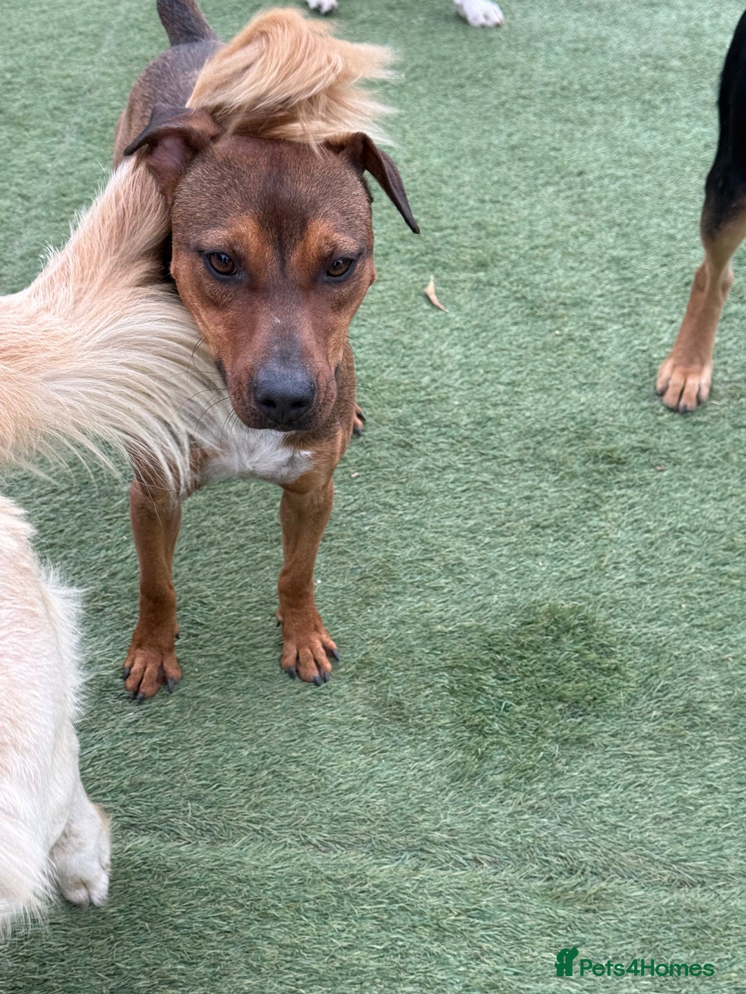 Mixed Breed dogs for adoption: Sweet Gomez looking for Love  - Image 17