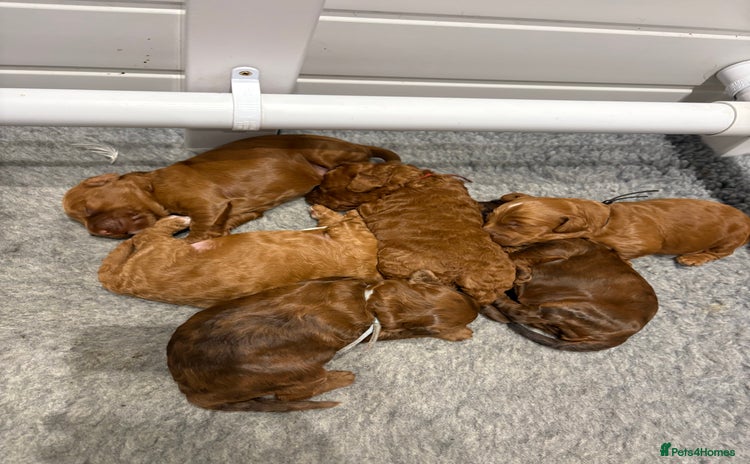 Cockapoo dogs - Advert 4